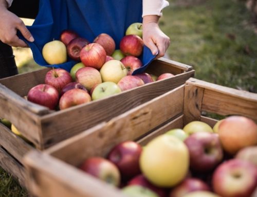 Mele / Al via la nuova campagna comunicazione di Marlene