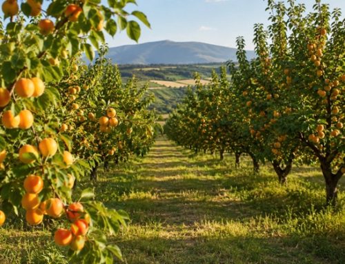 Albicocche: nel 2026 raccolto in aumento del 6% in Ue