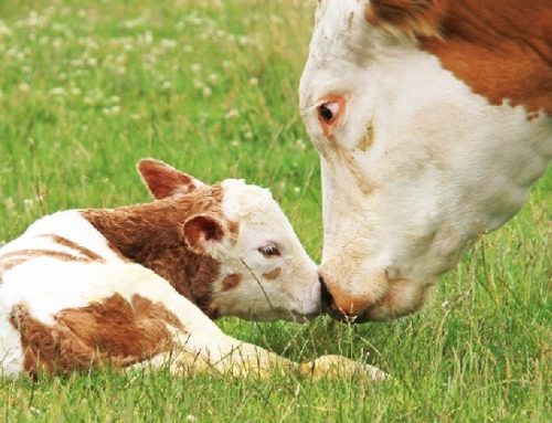 Benessere animale, a Parigi la presentazione del report BBFAW 2025