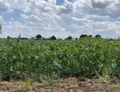 MartinoRossi e Amadori: partnership per una filiera proteica vegetale a basso impatto ambientale