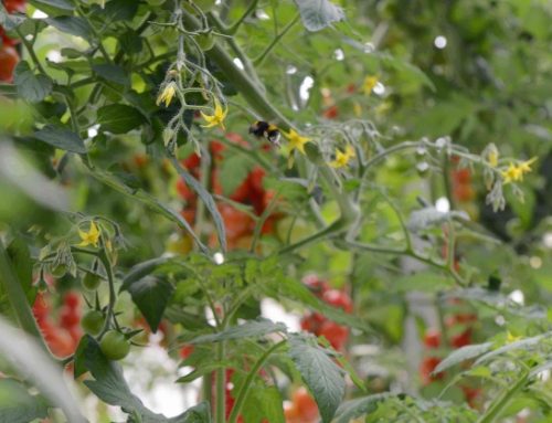 Oasi Agromonte: il potenziale nettarifero cresce del +128% grazie al progetto con 3Bee