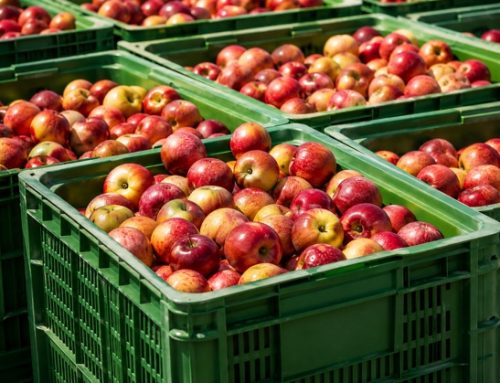 Bioeconomia circolare / Gli scarti della Mela Annurca diventano ingredienti naturali per food e cosmetica