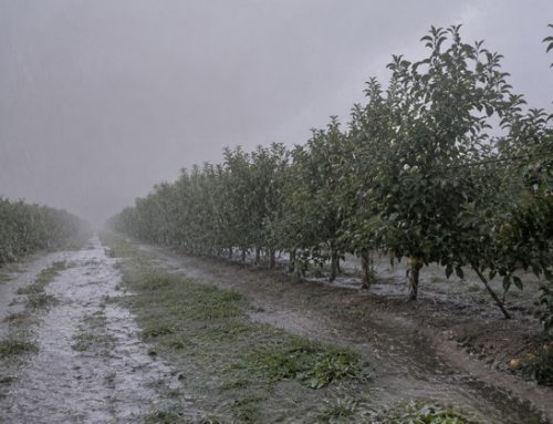 Maltempo, danni a cereali e ortofrutta al Centro-Nord e raccolti a rischio