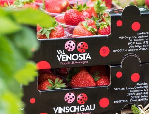 Fragole della Val Venosta: la tradizione incontra l’agricoltura intelligente. Attese 450 tonnellate di prodotto