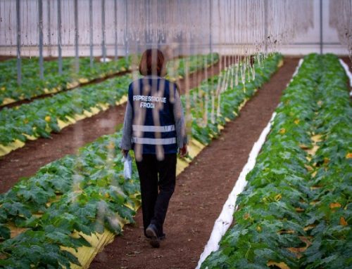 Icqrf compie 40 anni. Lollobrigida: “Impegno incessante dello Stato a tutela del sistema agroalimentare”