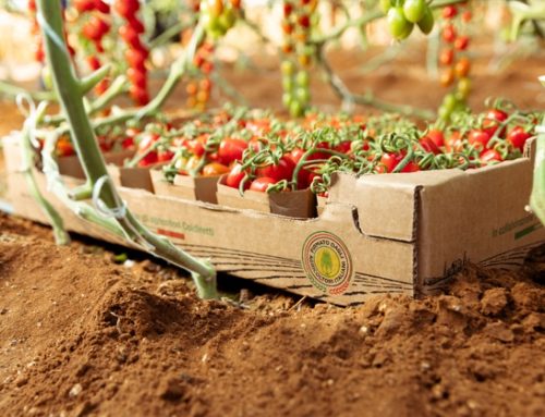 Filiera ortofrutticola / Lidl Italia rilancia la campagna di comunicazione ‘Freschezza in tutti i sensi’