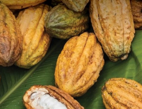 Lindt & Sprüngli: il 100% del cacao approvvigionato è certificato Rainforest Alliance