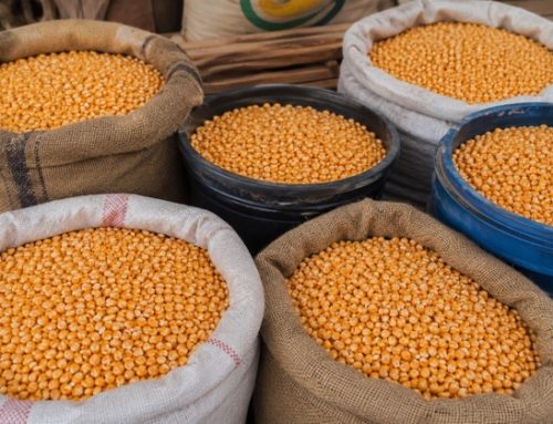 Farine di mais e legumi, la filiera lancia l’allarme: costi in aumento e rese in calo