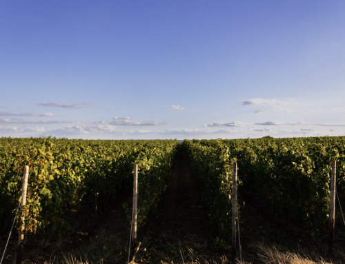 Usa / Gallo Winery chiude un altro stabilimento in California