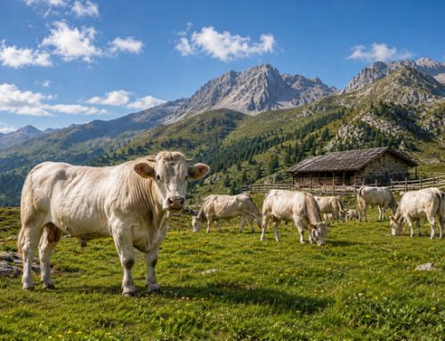Via libera al disciplinare Sqnz per il ‘Vitellone e Scottona allevati in altura’