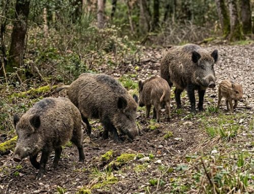 Caccia ai cinghiali: in Trentino via libera sperimentale ad arco e frecce