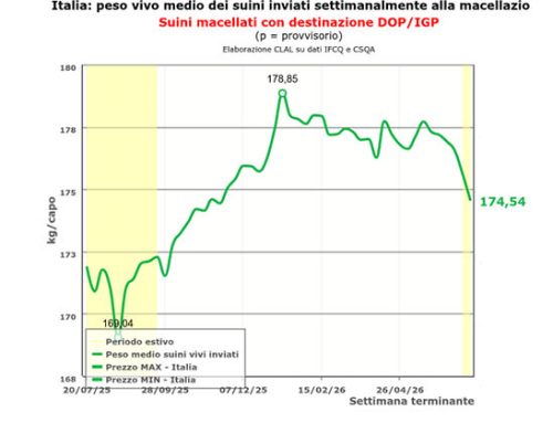 Suinicoltura, il caldo riduce consumi e crescita. L’analisi di Teseo by Clal.
